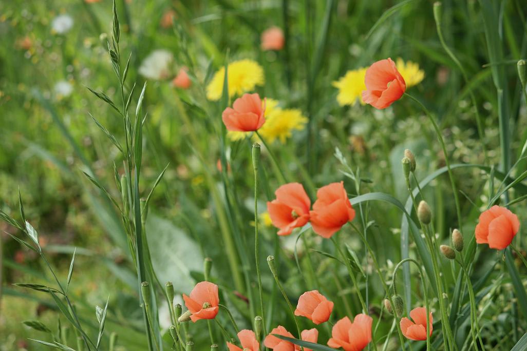 こんな花が咲いてた・・・の画像