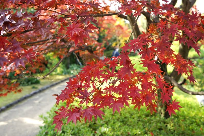 紅葉の堺市大仙公園日本庭園を訪ねました その2 日々雑感