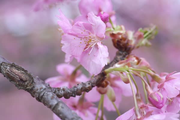 カワヅザクラ 紅色の濃い早咲きの桜は2月13日の誕生花 Aiグッチ のつぶやき