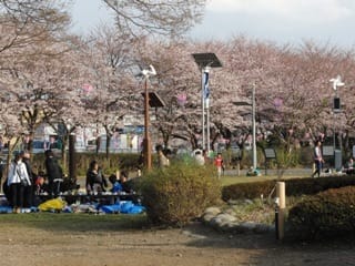 風と光の広場でお花見 足利工業大学 2718の滑り台log