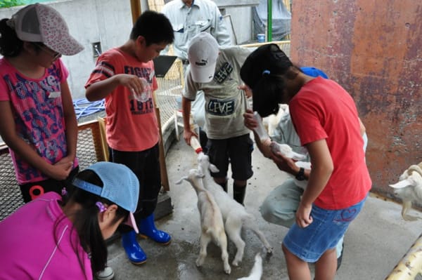 サマースクール 1日飼育係になろう こうふ取材日記