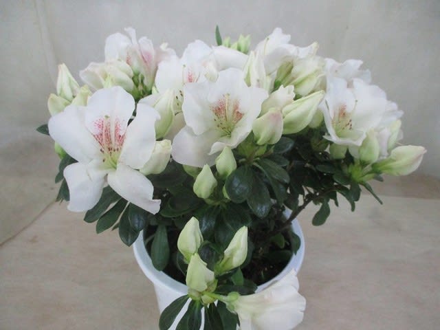 アザレア５寸鉢を入荷致しました 庭植え用 神奈川県 茅ケ崎市の花屋 さんこう生花店 のgooブログ