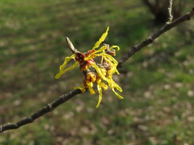 黄色の花がねじれたリボンのように開くマンサク アーノルド プロミス 028 野の花 庭の花 黄色の花がねじれたリボンのように開くマンサク アーノルド プロミス 028 野の花 庭の花