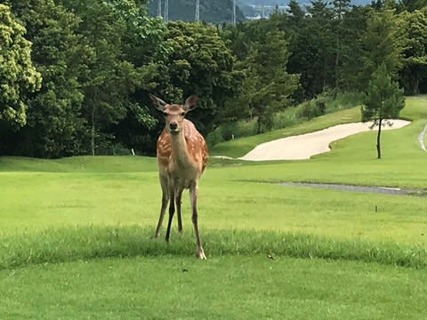 ゴルフ場で見た 鹿の群れ アスリートおやじ のデジカメ日記