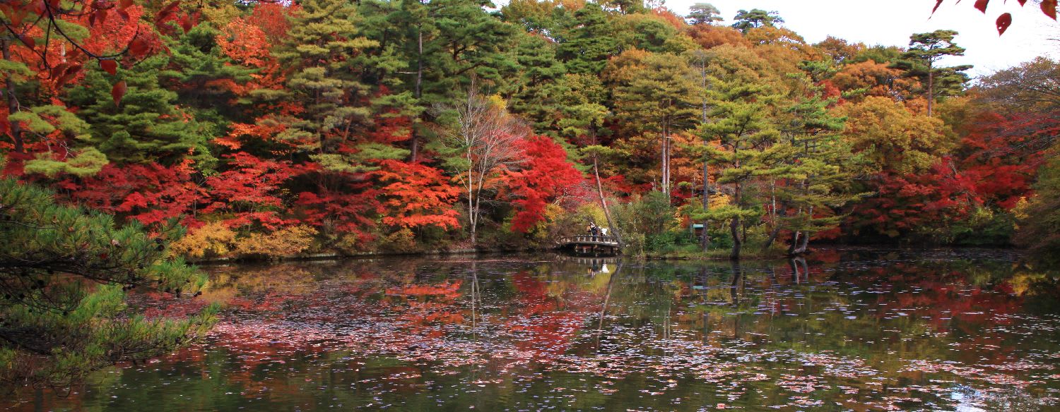 神戸市立森林植物園の紅葉 写真遊覧旅行紀