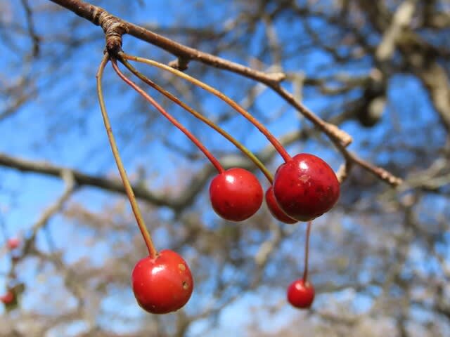 高ボッチ高原・鉢伏山で最近見る事の出来る実・種　エゾノコリンゴ（蝦夷小林檎）の梨状果（なしじょうか）