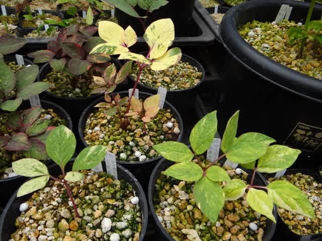 斑入りヤマシャクヤク　［炎錦］ 斑入りヤマシャクヤク ［炎錦］