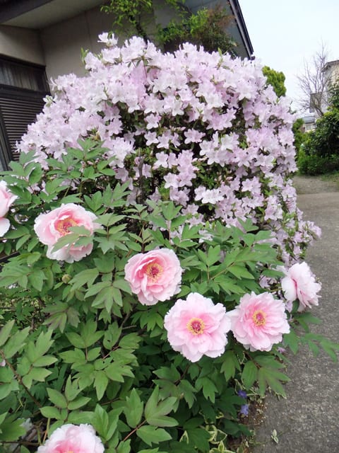 イメージ 1