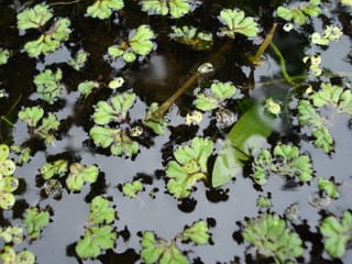 貴重な浮き草 イチョウウキゴケ イーハトーヴ里山の樹木ウオッチング