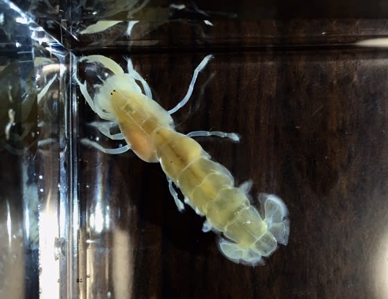 南知多採集 甲殻類 生物屋学生の日記 南知多採集 甲殻類 生物屋学生の日記