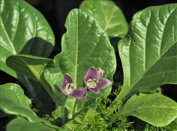 逸話のマンドラゴラ Mandragora Officinalis が 今年も咲きまし た 山の花は友達 逸話のマンドラゴラ Mandragora Officinalis が 今年も咲きまし た 山の花は友達
