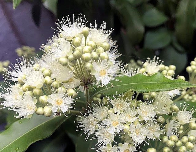 レモンマーテル 癒しの木 春夏秋冬 花 Mikio