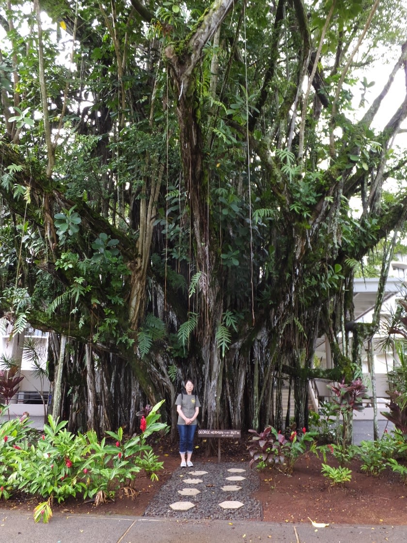 ベイブ・ルースが植えたバニヤン ツリー - また行きたいな！ ハワイ島