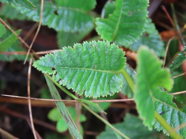 高ボッチ高原・鉢伏山で最近咲いている花 トモエシオガマ(巴塩竃)