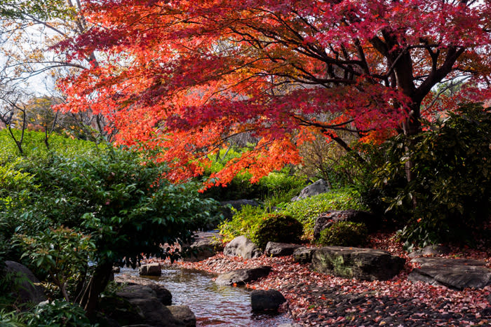 紅葉を堪能してきました 堺市大仙公園日本庭園にて 日々雑感