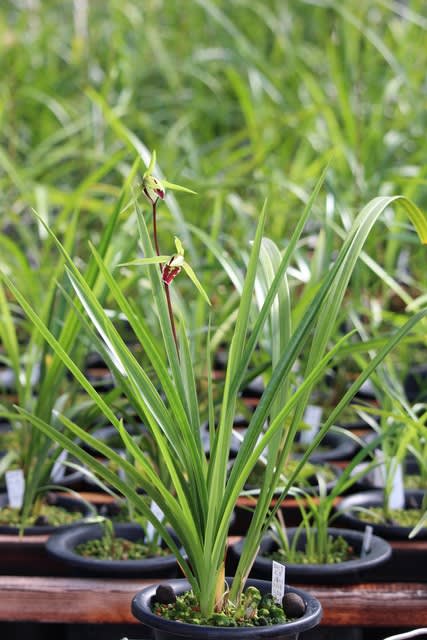 寒蘭 「夢」の開花 - 物置小屋の住人