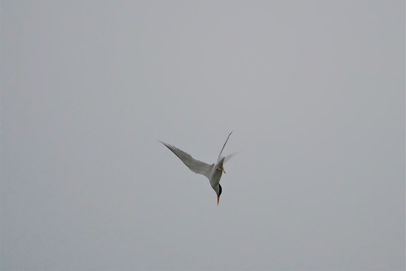 バーディング のブログ記事一覧 2ページ目 ｒｏｓｓさんの大阪ハクナマタタ