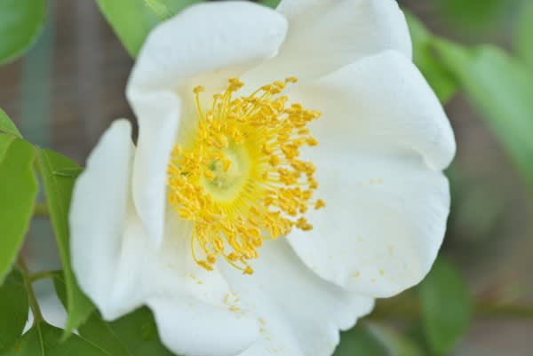 シロバラ 花の女王は11月22日の誕生花 Aiグッチ のつぶやき