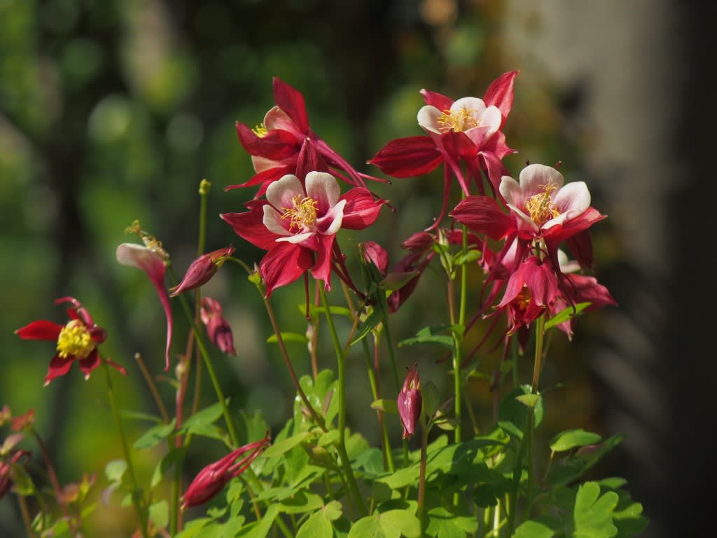 赤い苧環 オダマキ Atakaの趣味悠久