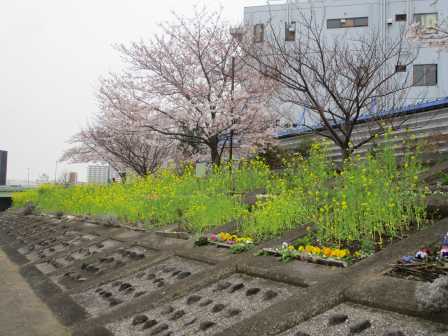 しながわ花海道 ひとりごと しながわ花海道 ひとりごと