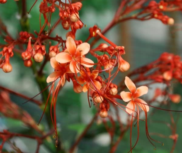 シマヒギリは パゴダの花 花の公園 俳句 ｉｎｇ
