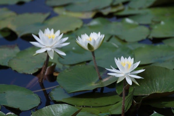 ヒツジグサ スイレン 広島市野外活動ｃ ときどきの花日記