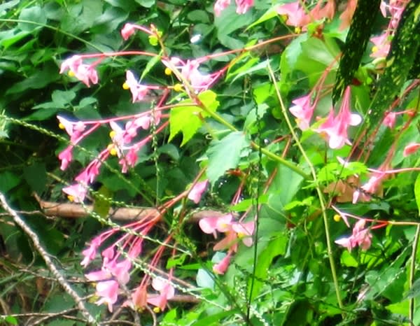 シュウカイドウ 秋海棠 ハナカイドウに似た 薄紅色の控えめな花 く にゃん雑記帳