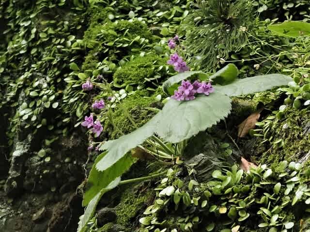 速達】希少 赤斑紫人字 山野草 ジンジソウ 人字草 イワタバコ
