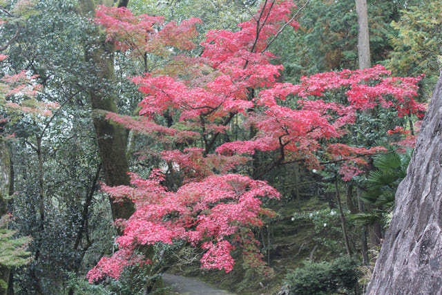 koyo20151107001.jpg