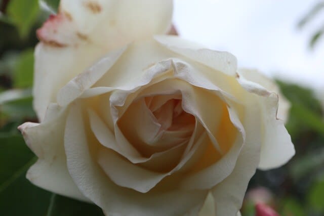 透明感のある白いバラ「ザ・ブライド」（春薔薇シリーズ 21-210