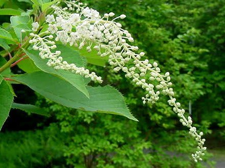 令法により ｇｏｒｏ ｓ 花 ｄｉａｒｙ