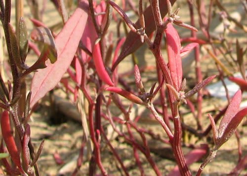 紅葉する塩生植物 田中川の生き物調査隊