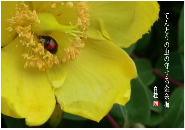 てんとう虫の産婆 詩と短歌集／photo poem 雪割一華（ゆきわりいちげ）