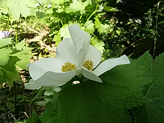 ガイドkbさん撮影の奇形花 花の詩山の詩 ガイドkbさん撮影の奇形花 花の詩山の詩
