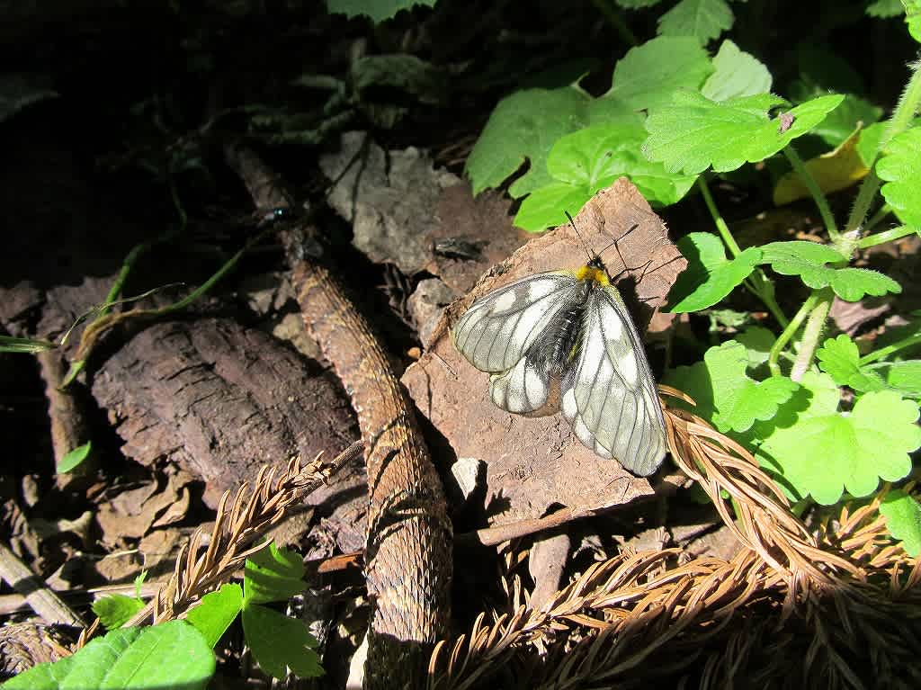 ギフ、ヒメギフチョウ＆ウスバ、ヒメウスバシロチョウセット　セット ギフ、ヒメギフチョウ＆ウスバ、ヒメウスバシロチョウセット セット