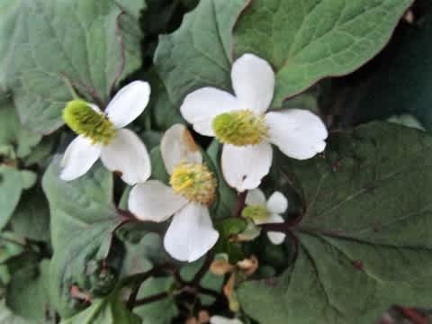 庭に植えてはいけない植物 ドクダミ 夫婦で楽しむナチュラル スロー ライフ 庭に植えてはいけない植物 ドクダミ 夫婦で楽しむナチュラル スロー ライフ