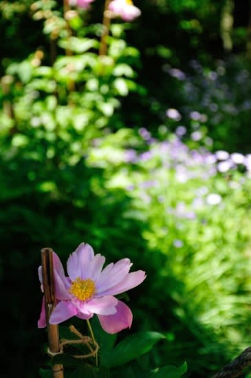 DSC_5824_石黒家庭の花.jpg