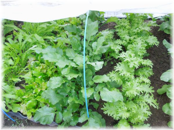 不耕起混植の畝