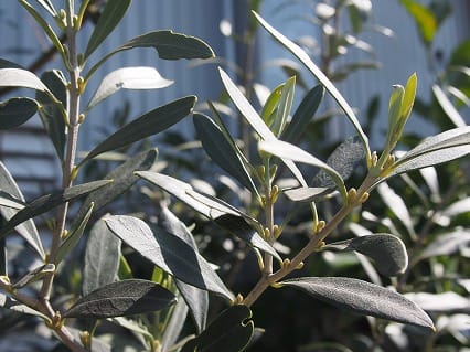 オリーブの花芽の成長 Olive Gardening過去ログ倉庫