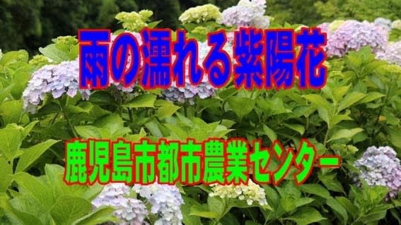 鹿児島市都市農業センターの紫陽花 鹿児島の風景 写真 ビデオ 空撮 diy 観光等 気ままな1人日記 鹿児島市都市農業センターの紫陽花 鹿児島の風景 写真 ビデオ 空撮 diy 観光等 気ままな1人日記