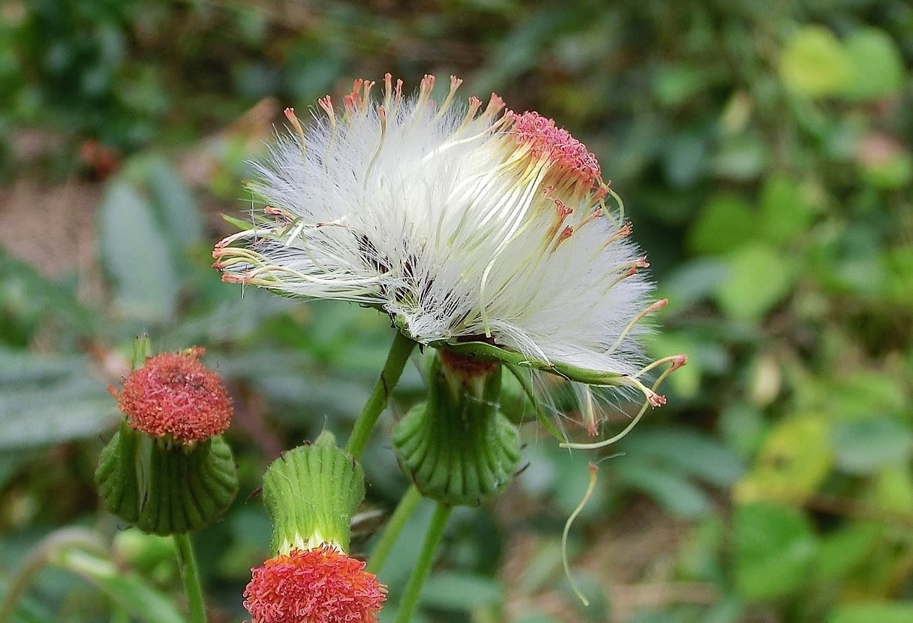 ベニバナボロギク 紅花襤褸菊 キク科 ひげ爺さんのお散歩日記