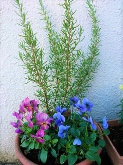アマリリスの株分けと冬の鉢花 青い花