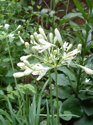 アガパンサス そして 白い花を Haruの庭の花日記 Haru S Garden Diary