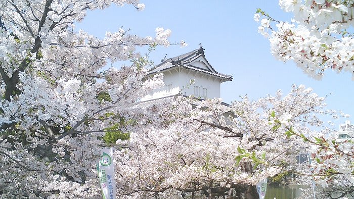 大分城址公園は桜が超満開 たろすけ大分 雑感日記