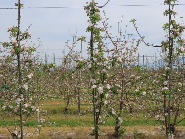 リンゴ 林檎 の花 ｍｔ７７のｂｌｏｇ