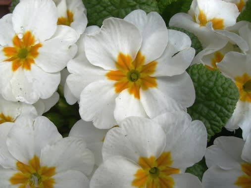 プリムラ 私の花日記 プリムラ 私の花日記