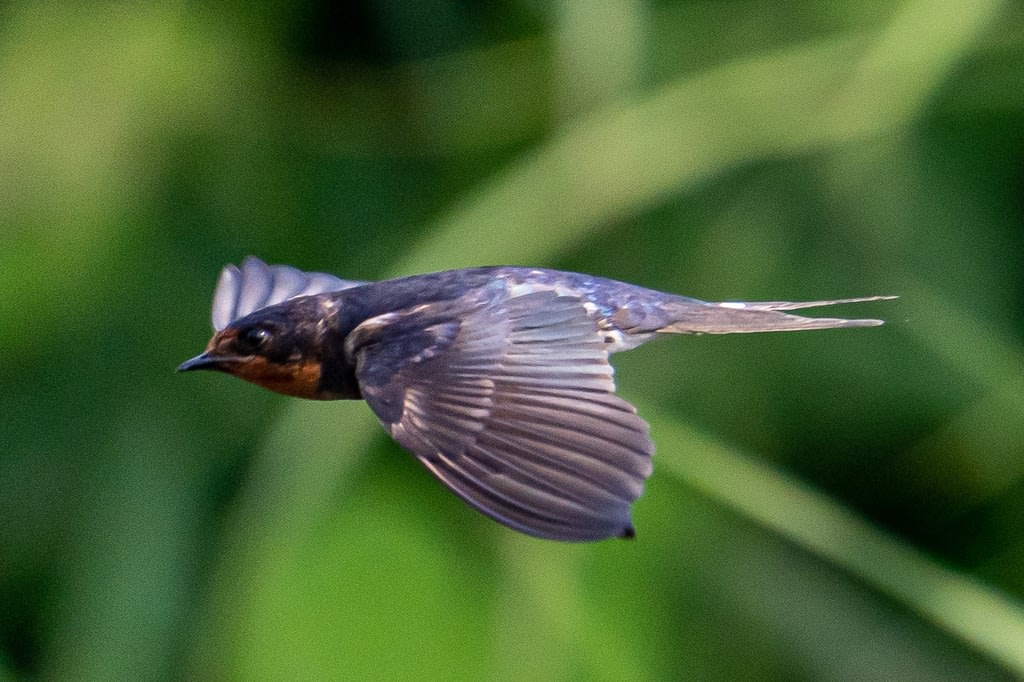 ツバメの飛翔 - 徒然なる野鳥のままに悠々散歩