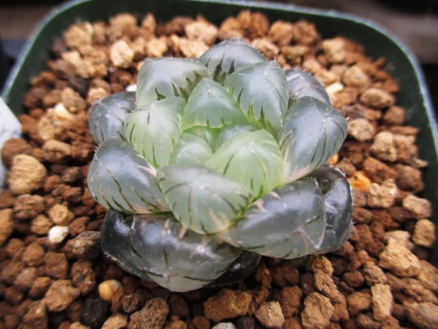 ハオルチア オブツーサ黄斑 紫オブツーサ２０１４ 紫オブツーサ ａ２０１８年実生苗 ｍｙ ｆａｖｏｒｉｔｅ ｐｌａｎｔｓ