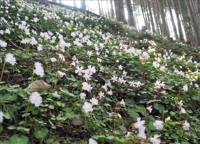 栃木県那珂川町のイワウチワの自生地 - 山の花は友達