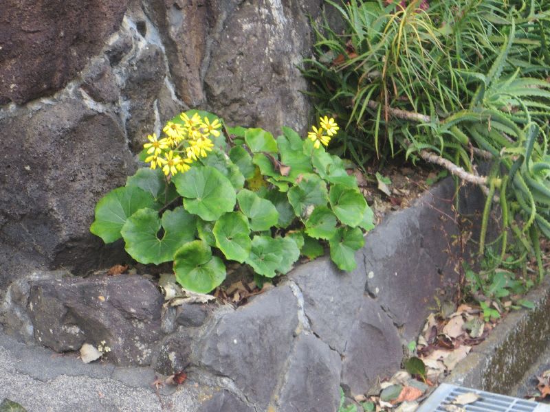黄色く咲くのはフキの花です しいたけの伊豆高原情報と放浪旅